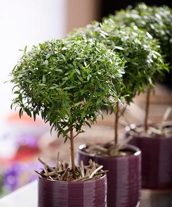 easy flowers to grow indoors ceramic flower pots indoor trees indoor garden