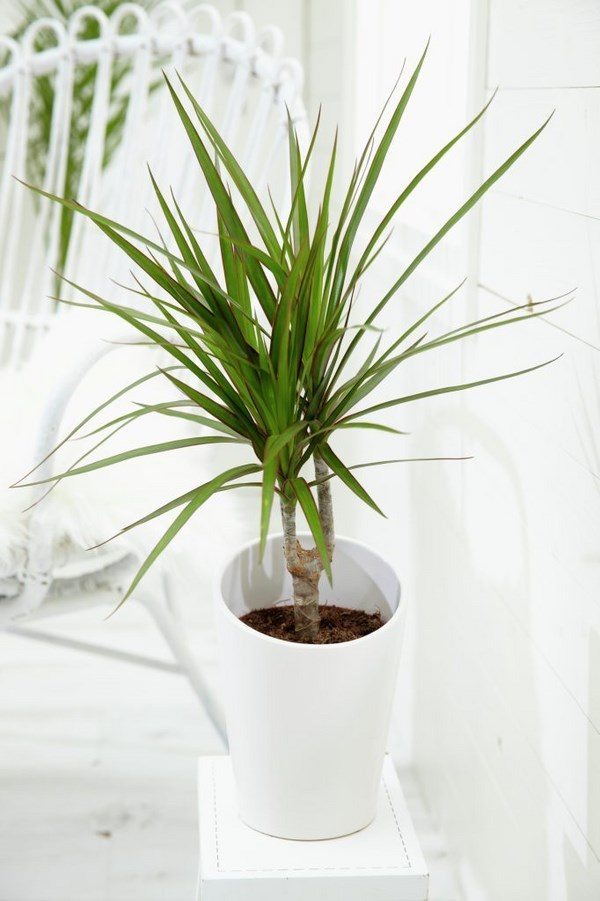 dracaena indoor garden ideas house plants 