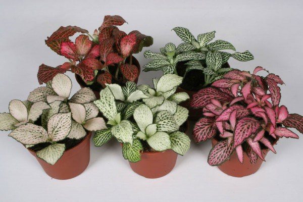 easy flowers to grow indoors fittonia varieties small indoor garden 