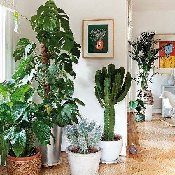 easy flowers to grow indoors green plants indoor planters
