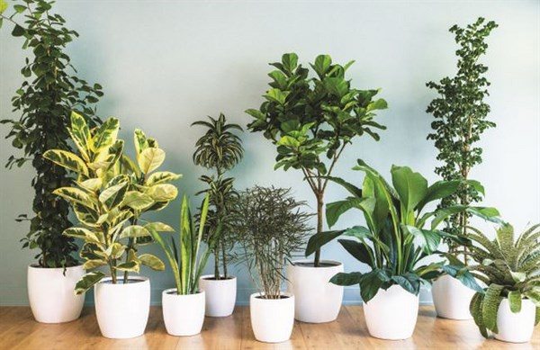 easy flowers to grow indoors house plants indoor garden