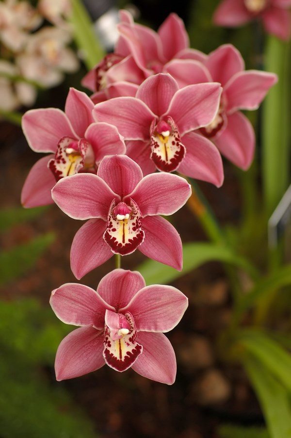 orchids varieties indoor flowering plantsto grow indoors