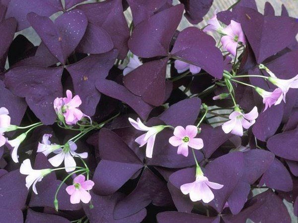 oxalis house plants tips ideas 