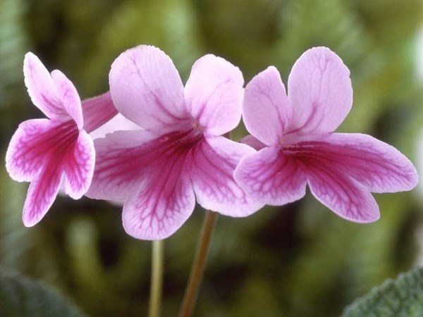 easy flowers to grow indoors primrose how to grow flowering plants 