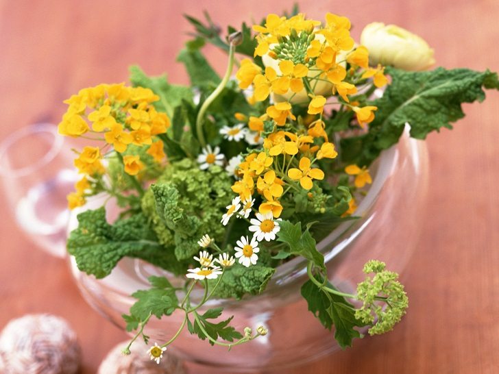 easy flowers to grow indoors flowering plants