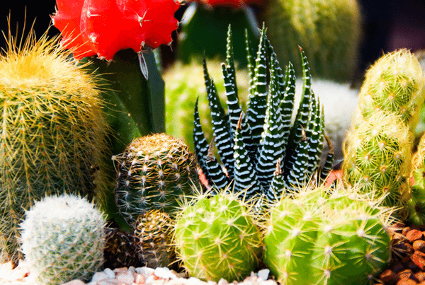 easy plants to grow indoors cacti varieties indoor garden 