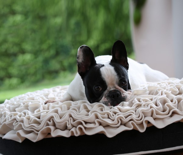 fancy comfortable beds for dogs