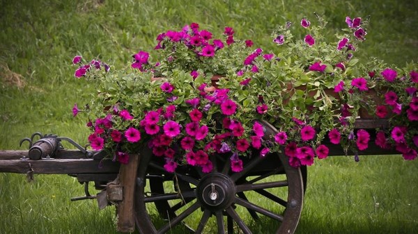 DIY garden decorations blooming petunias