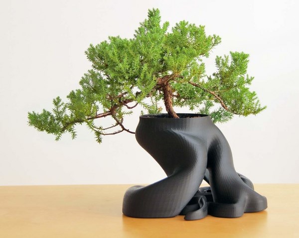 bonsai tree creative 