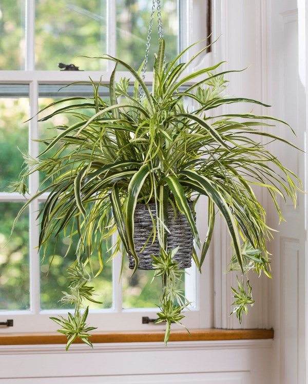 hanging house plants which plants are suitable to grow indoors spider plant 