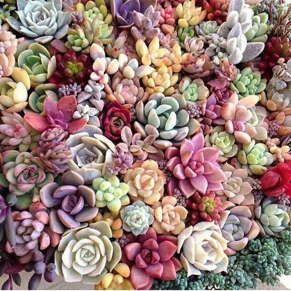 which plants are suitable to grow indoors succulents 