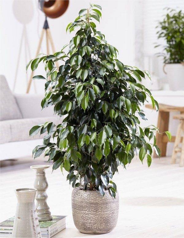 weeping fig easy plants to grow indoors