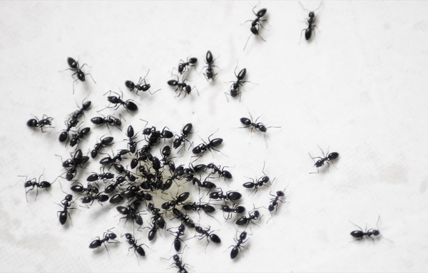 How-to-get-rid-of-ants-in-the-kitchen-non toxic ant repellers