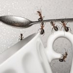 How-to-get-rid-of-ants-in-the-kitchen-10-homemdade-remedies-ant-repellers