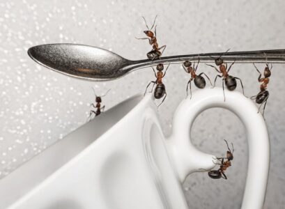 How-to-get-rid-of-ants-in-the-kitchen-10-homemdade-remedies-ant-repellers