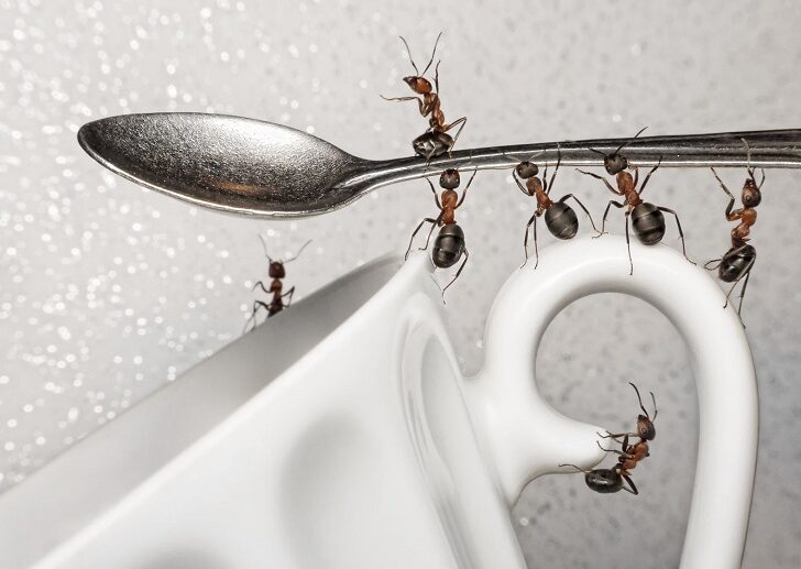 How-to-get-rid-of-ants-in-the-kitchen-10-homemdade-remedies-ant-repellers