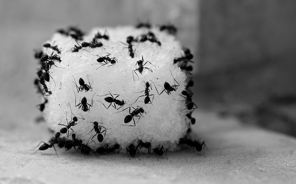 How-to-get-rid-of-ants-in-the-kitchen-ants sugar cube