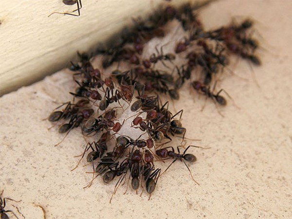homemade-ant-repellers-How-to-get-rid-of-ants-in-the-kitchen-finding the nest of ants 