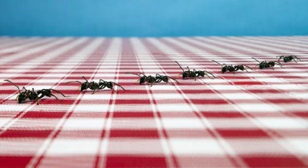 How-to-get-rid-of-ants-in-the-kitchen-home-remedies