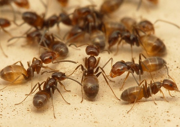 How to get rid of ants in the kitchen how do you get rid of kitchen ants types of ants