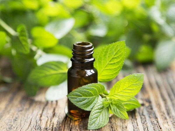 How-to-get-rid-of-ants-in-the-kitchen-peppermint oil mint leaves