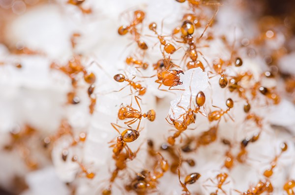 How-to-get-rid-of-kitchen-ants-ant-infestation-in-the-kitchen