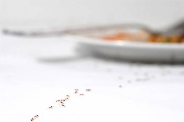 How-to-get-rid-of-ants-in-the-kitchen-homemade-remedies