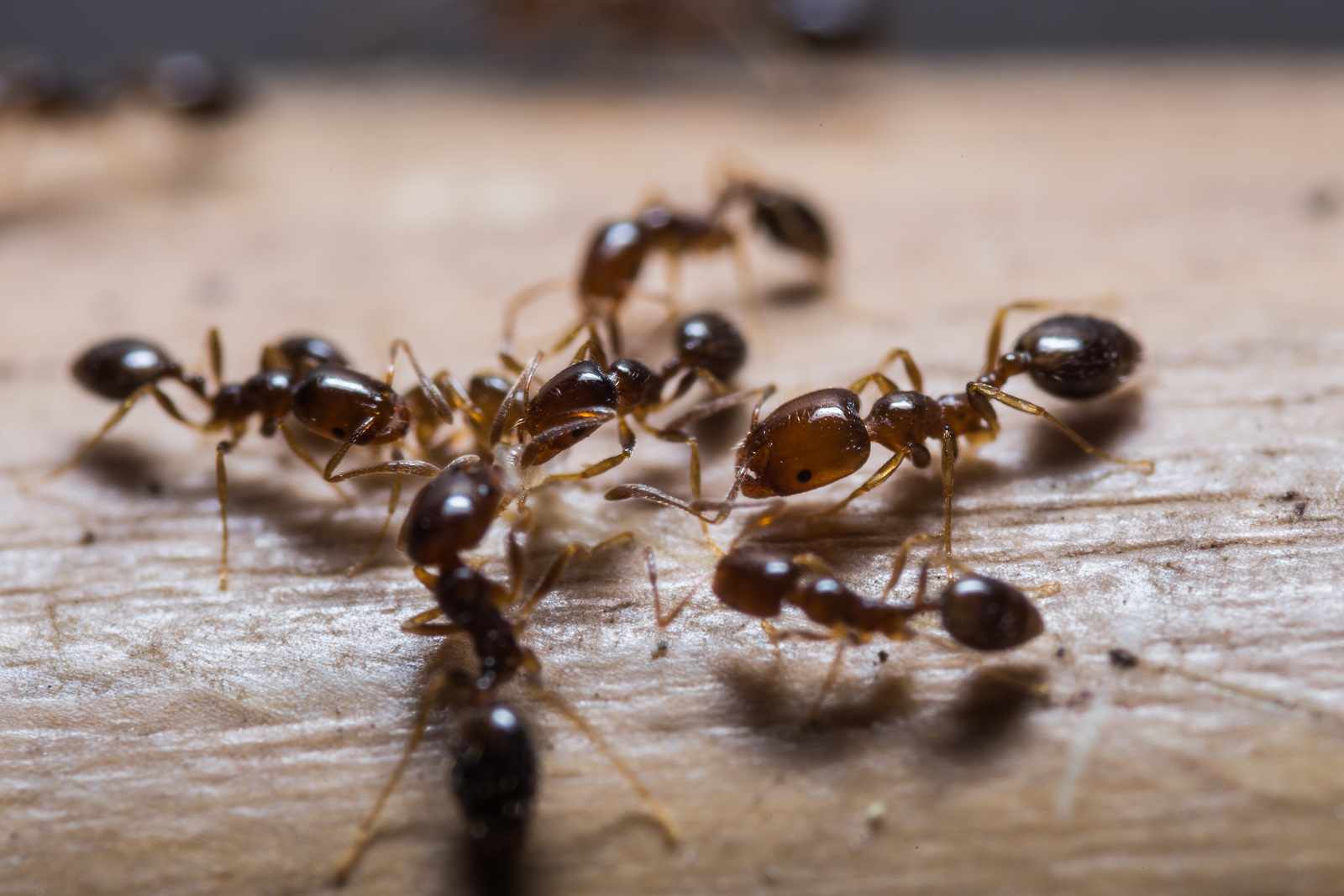How To Get Rid Of Ants In The Kitchen Non Toxic Homemade Remedies