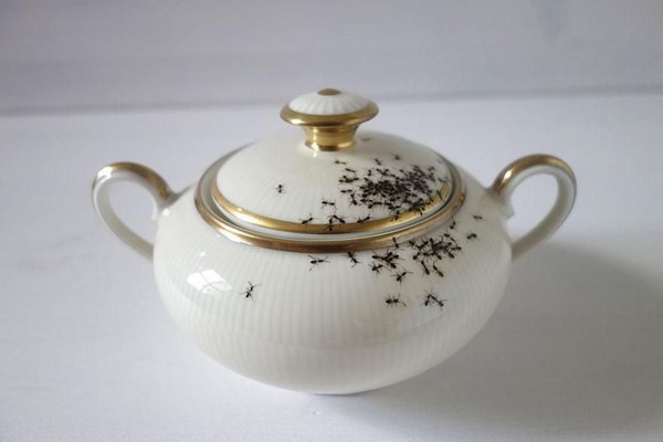 non toxic homemade ant repellers how to get rid of kitchen ants sugar bowl 