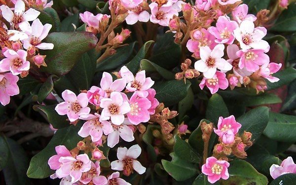 Indian Hawthorne flowering shrubs garden decor ideas