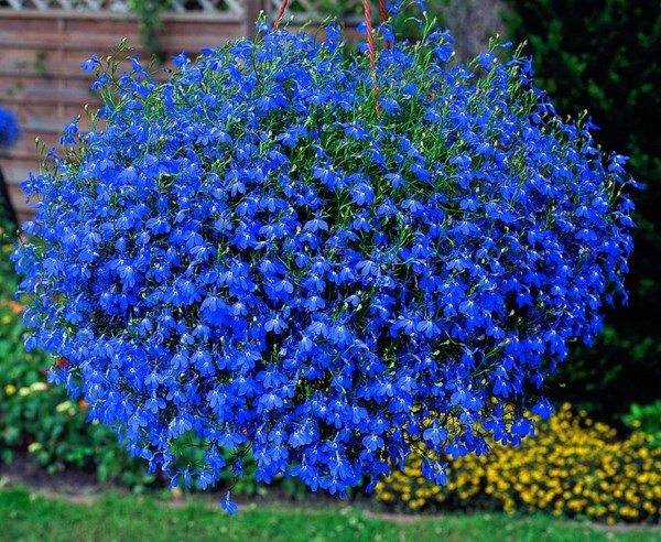 Lobelia-flowering-annual-plants-for-shady-areas