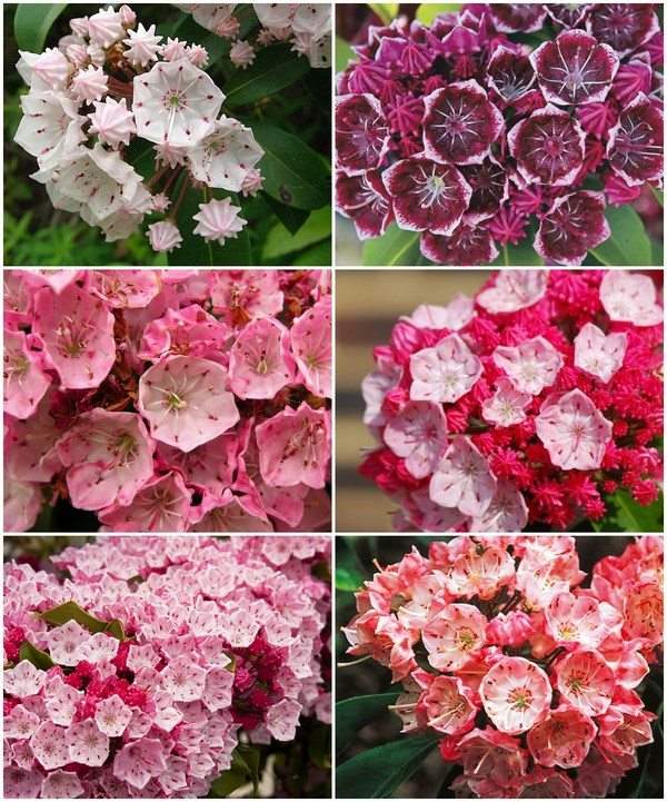 Mountain Laurel colors how to decorate a shady garden