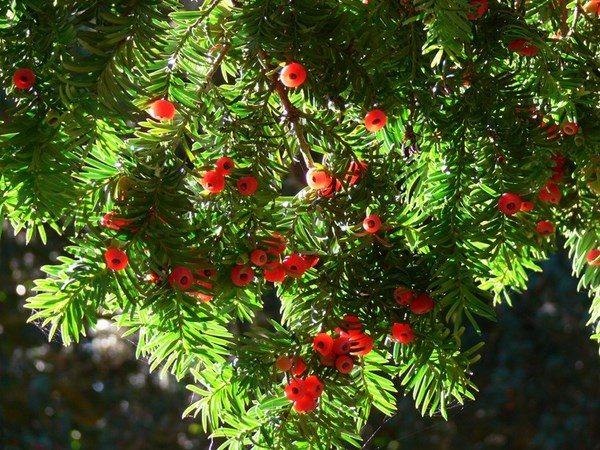 Yew-shrub-berries-garden-plants-ideas-shade-tolerant-shrubs