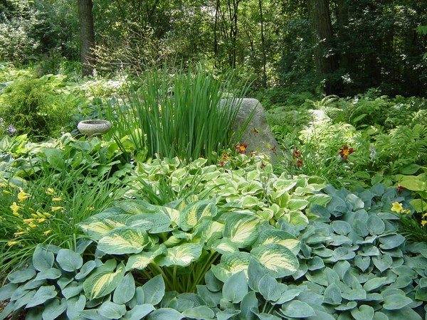 backyard-landscape-ideas-with-shade-loving-plants