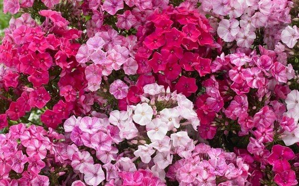 beautiful phloxes perennials for garden decoration