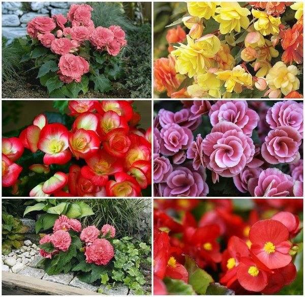 begonia-colors-garden-decorating-ideas