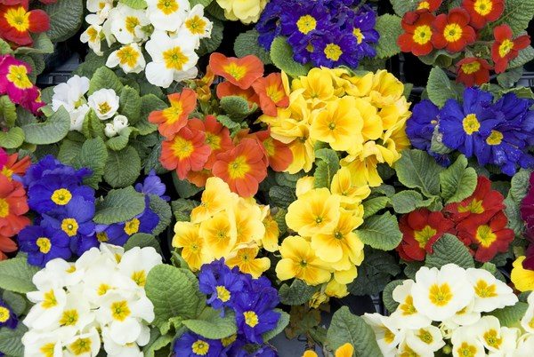 colorful primrose perennials suitable for shade gardens