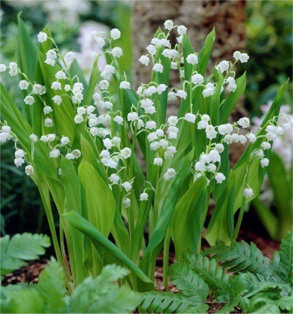 garden-design-ideas-shade-tolerant-plants-Lily-of-the-Valley