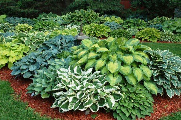 hosta-plants-in-flower-bed-shade-tolerant-plants-ideas