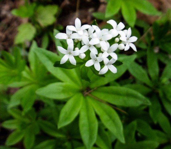 how-to-choose-ground-covering-plants-for-shade-gardens-sweet-woodruff