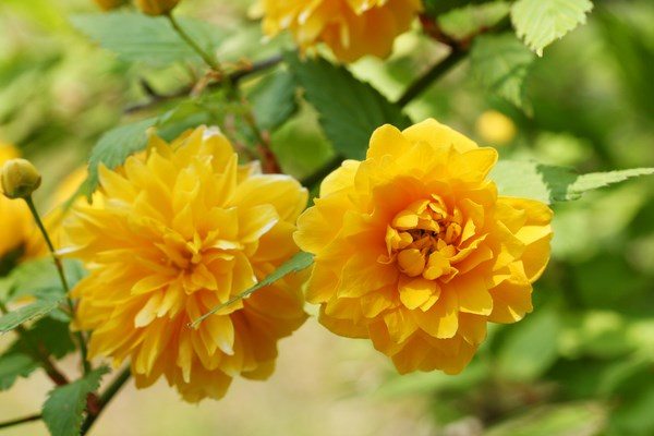 japanese kerria yellow flowers shade tolerant shrubs