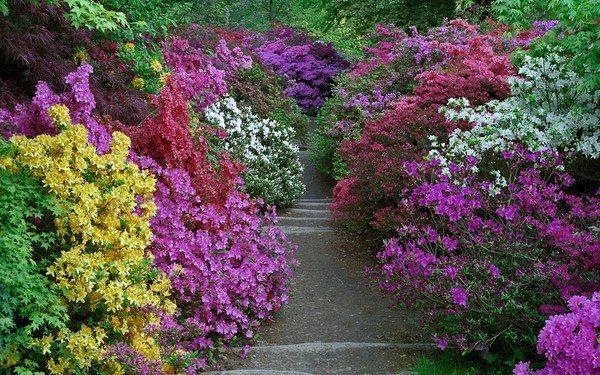 shade loving shrubs azalea colors garden decorating idea