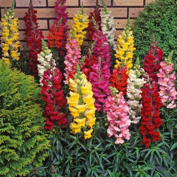 snapdragon colors choosing plants for shade gardens