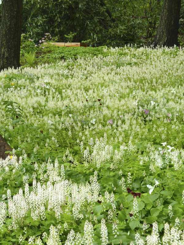 tiarella cordifolia ground covering perennials garden decorating ideas