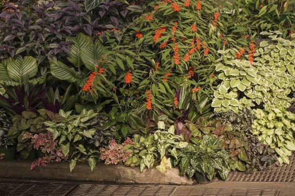 tropical-plants-for-shade-garden-backyard-decorating-ideas