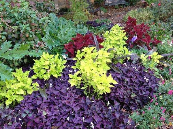 types-of-shade-in-gardens-and-choosign-suitable-plants