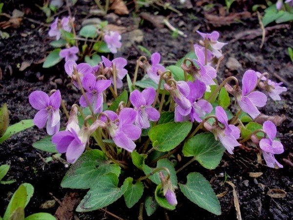 violets garden plants ideas for shady areas