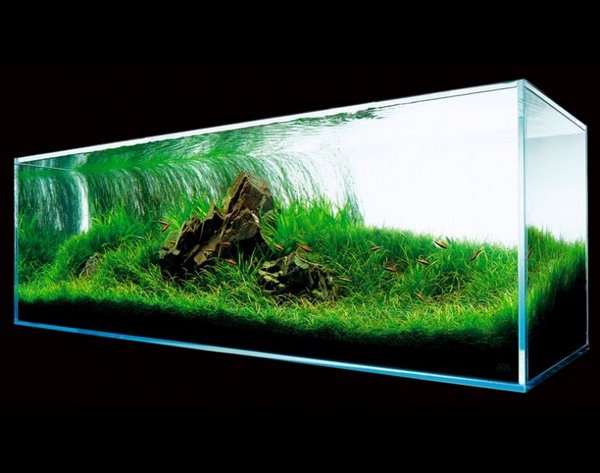aquarium lighting aquatic plants design ideas