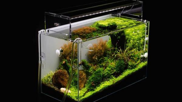 basic rules and elements of aquascaping