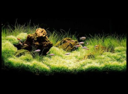 basic-rules-of-aquascape-designs